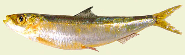 Sardina pilchardus (Walbaum, 1792)